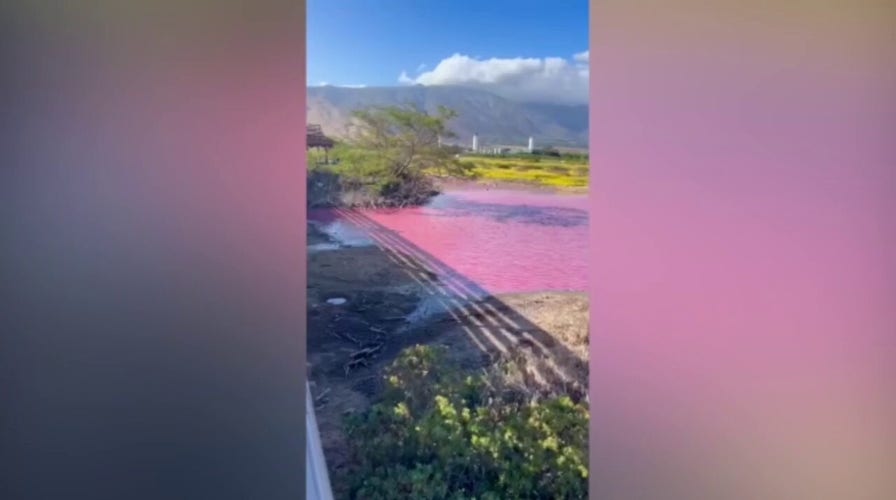 Hawaiian wildlife refuge pond turns bright pink, prompting scientists to investigate