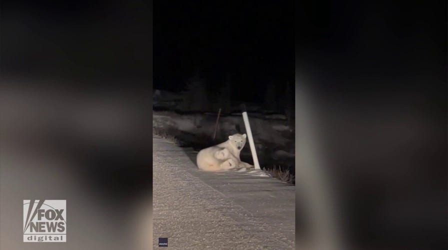 Polar bear caught on video playing with traffic marker in Canada