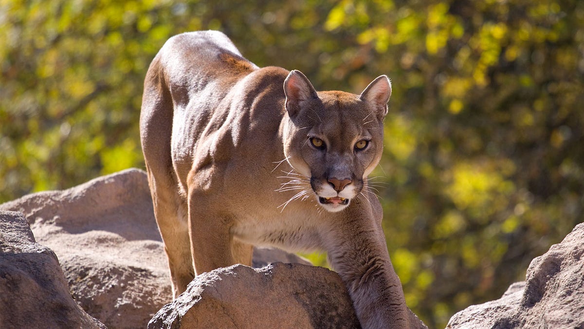 Cougar climbs over rocks during daytime