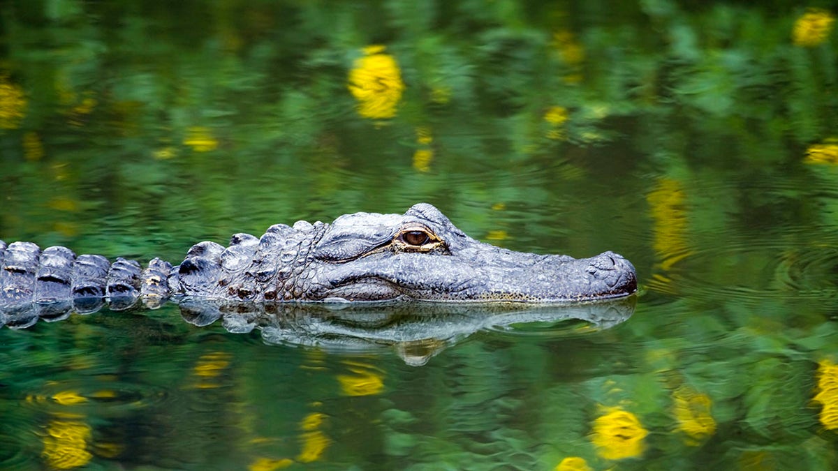 American Alligator Swimming in Everglades