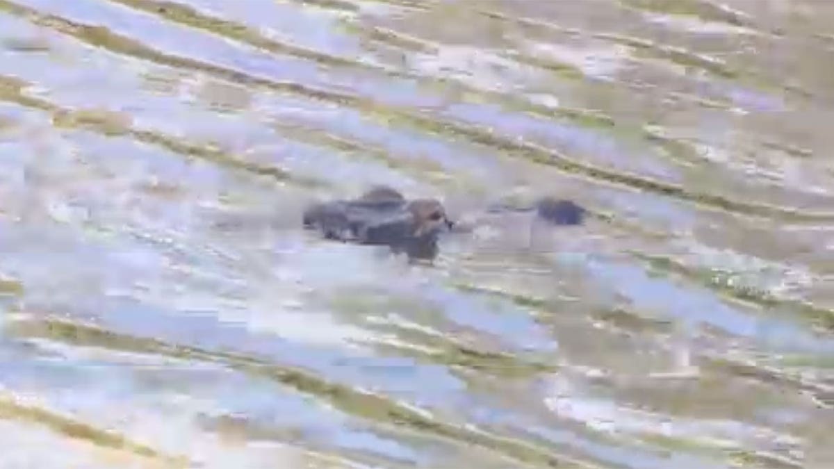 Gator in water