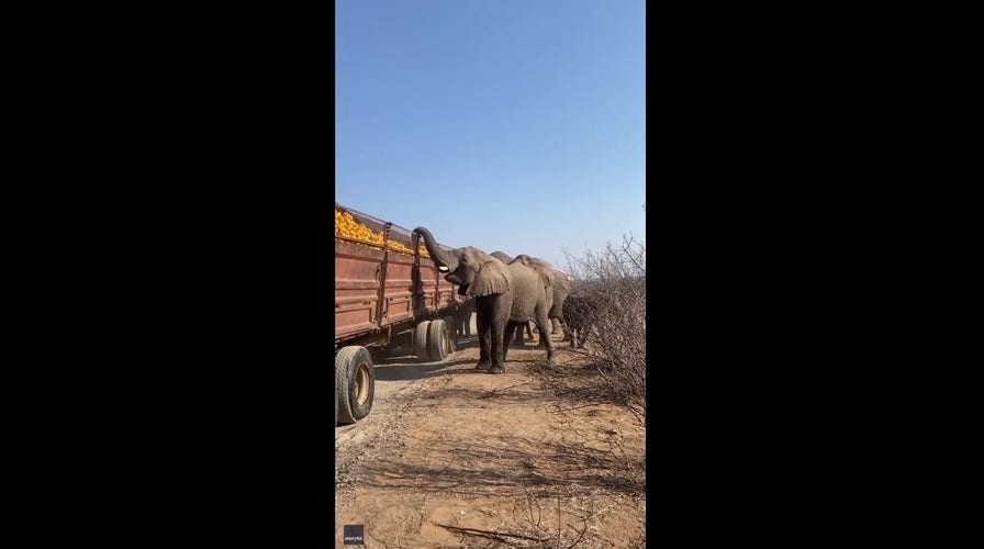 Caught! Elephants steal oranges from a broken-down truck