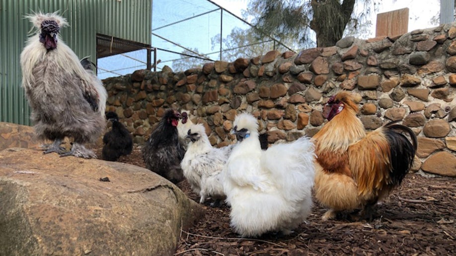 Chicken named "Betty White" in Australia