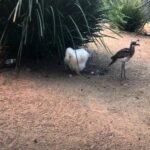 Beloved Australian chicken with famous name tossed into alligator pen, shocking wildlife park visitors: report