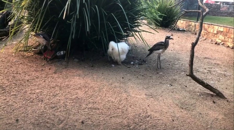 WATCH: Beloved Australian chicken 'Betty White' safely in her enclosure 