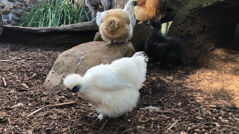 Chicken named "Betty White" in Australia