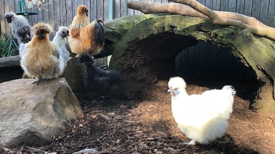 Chicken named "Betty White" in Australia