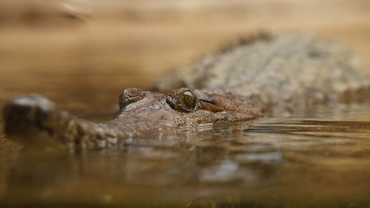 crocodile