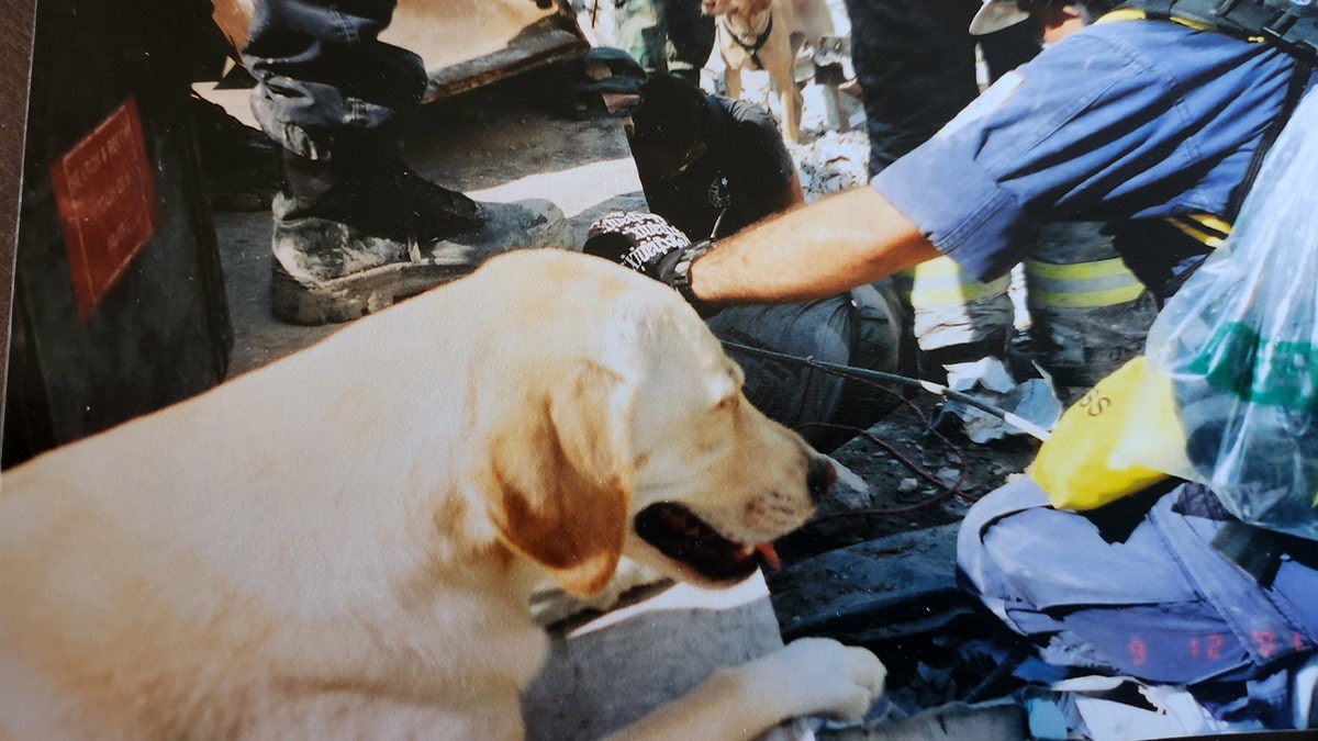 Willow, Pennsylvania Task Force One dog