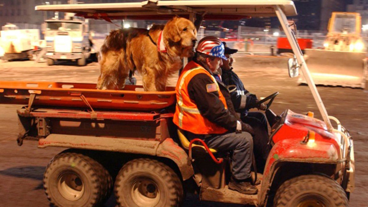 Nikie, a therapy dog from 9/11