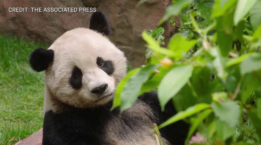 See the San Diego Zoo's new giant panda bears in action