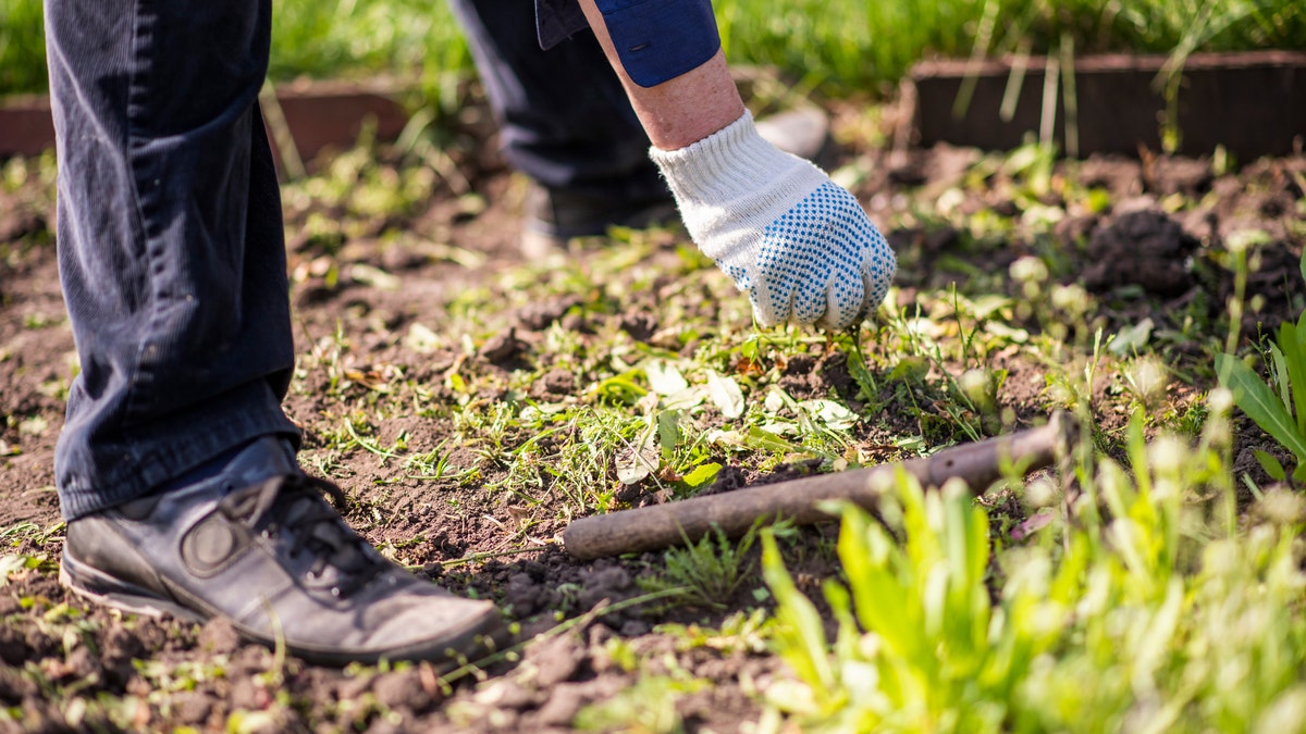 Man weeding garden