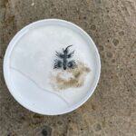 Venomous creatures wash up on popular North Carolina beaches