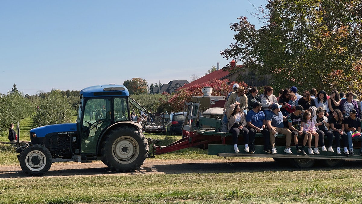 Apple orchard