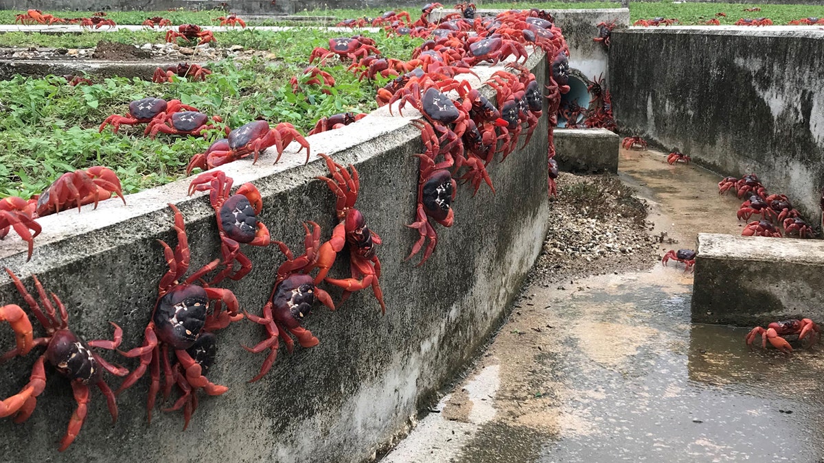 Crabs on Christmas Island 