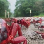 A Christmas Island National Park travel guide where millions of colorful crabs migrate annually