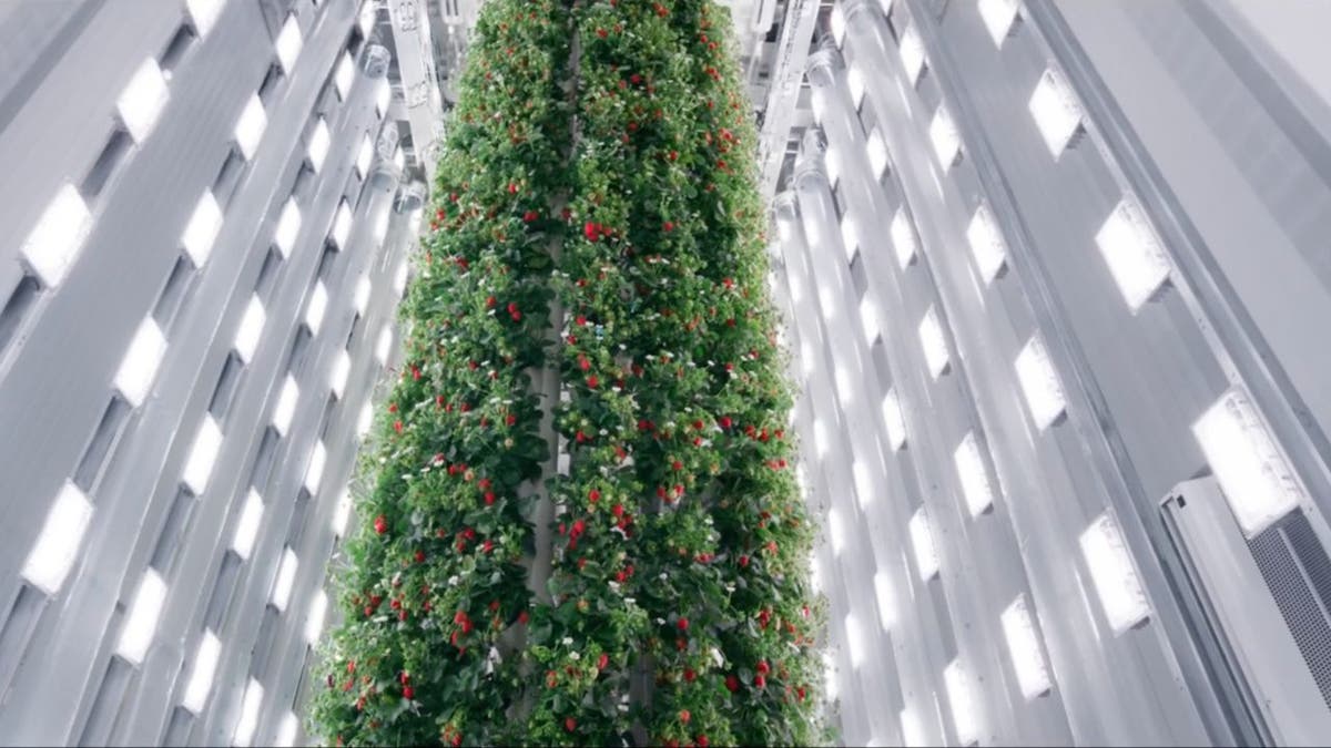 AI being used to run world’s first indoor vertical berry farm