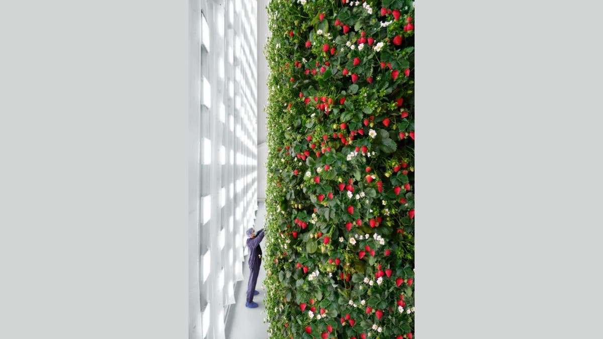 AI being used to run world’s first indoor vertical berry farm