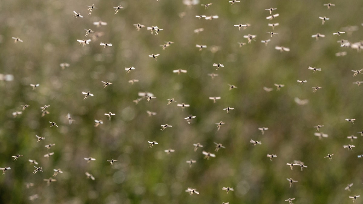 Swarm of mosquitos 