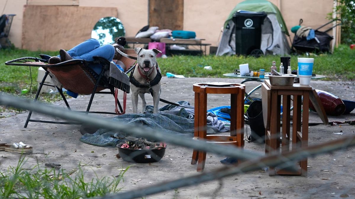 A dog barks as a homeless person sleeps in the backyard of an abandoned house