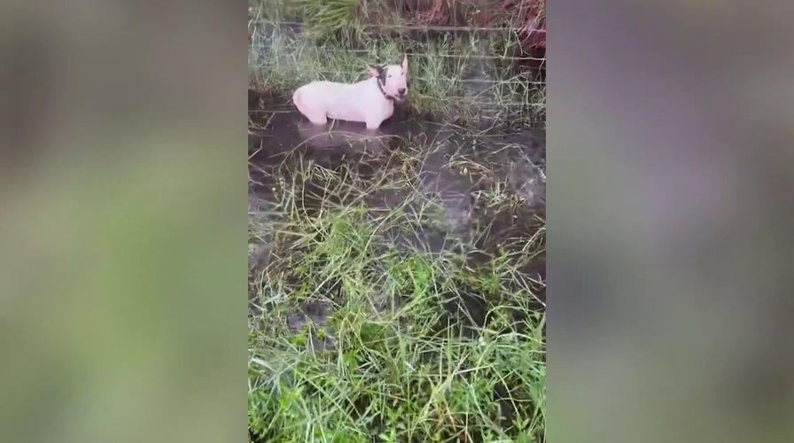 Troopers rescue dog tied to pole as Hurricane Milton barrels toward state