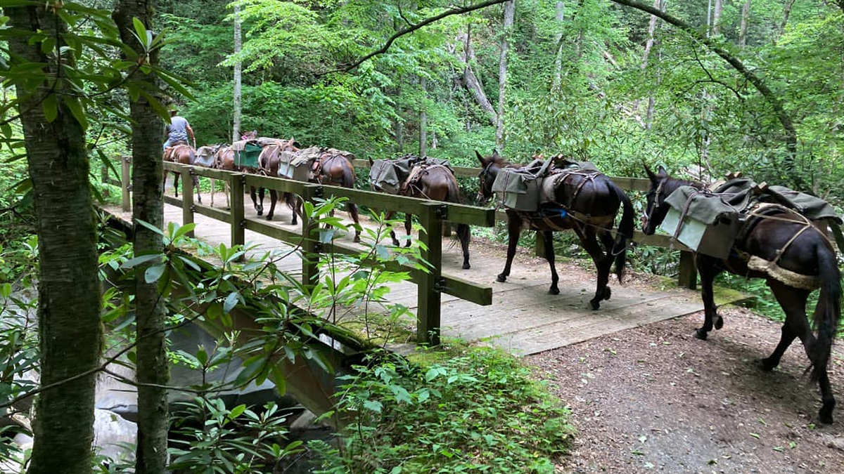 Ranchers lead mules with supplies 