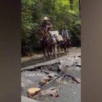 Mules helping bring supplies to residents in North Carolina in wake of Hurricane Helene