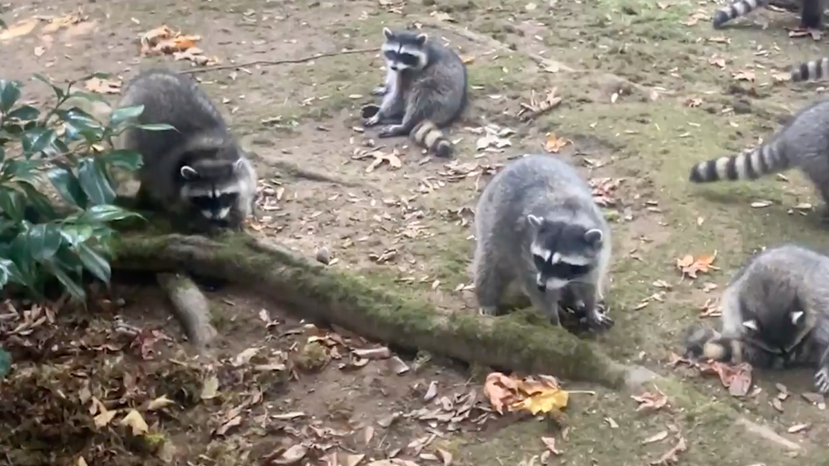 Raccoons in Washington state woman's yard