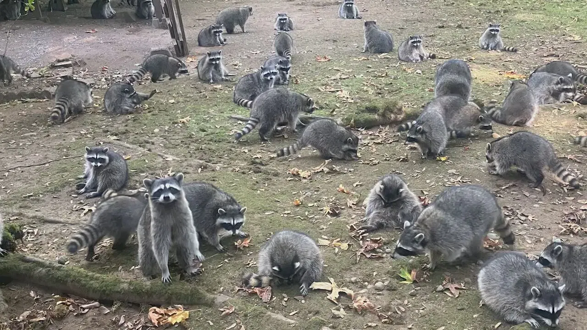 Raccoons invade yard