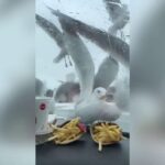 Wildlife lover facing charges after allegedly assaulting passersby while attempting to capture a baby seagull