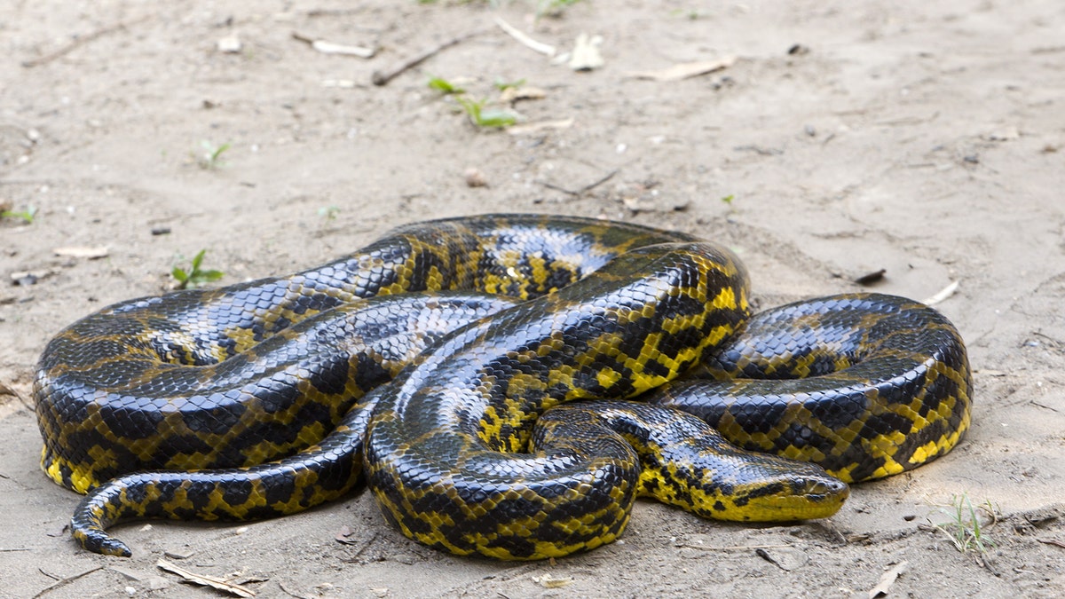 Green anaconda snake