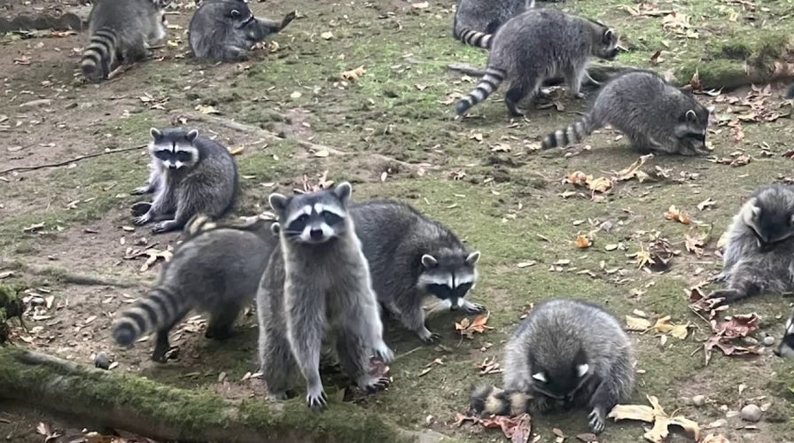 Hundreds of raccoons take over woman's yard in Washington state