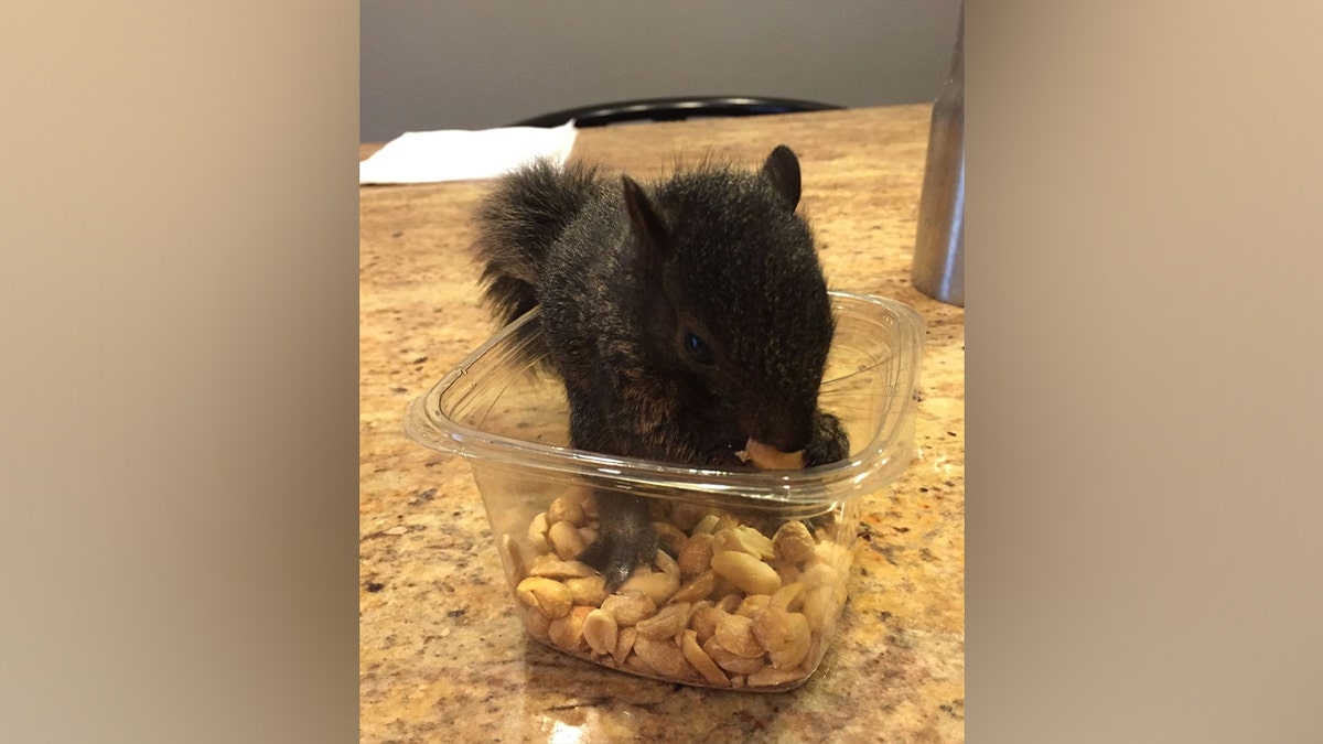 Peanut the squirrel eating peanuts