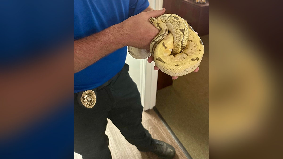 Ball python recovered