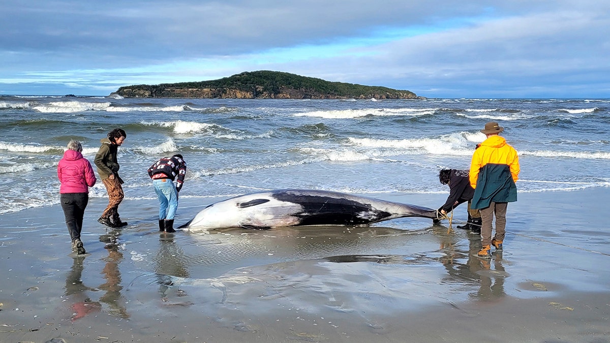 New Zealand Rarest Whale