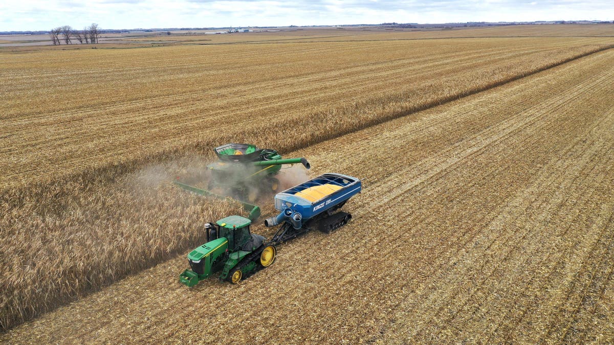 An aerial view shows workers from Pinicon Farm harvesting corn on Oct. 31, 2023 near McIntire, Iowa.